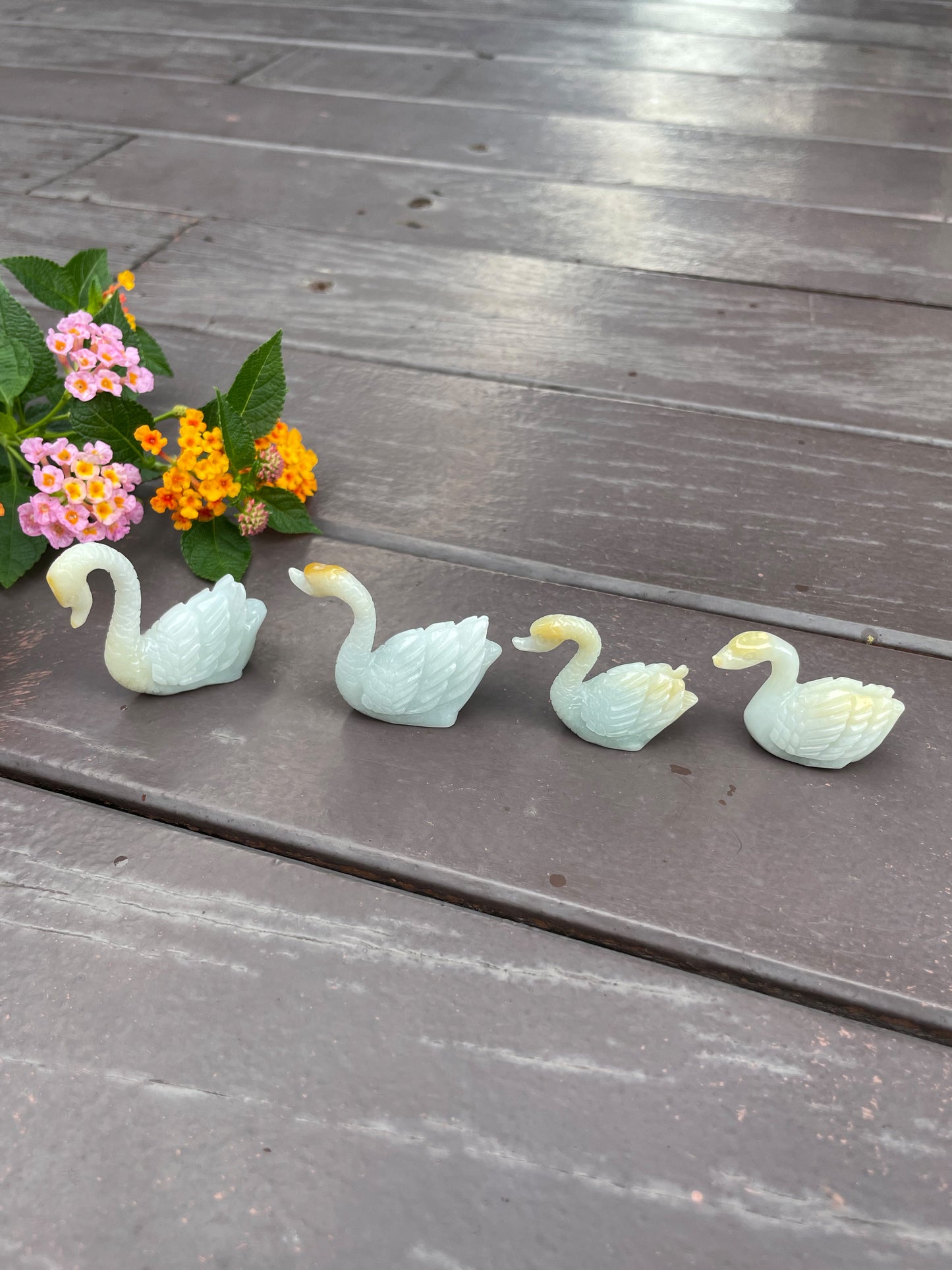 Jade Display - Swans (NJO003)